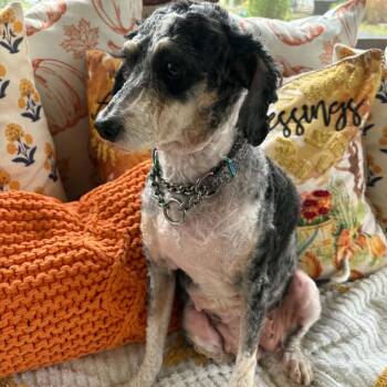 Hazel -  Bernese Mountain Dog and Miniature Poodle Dog for Adoption in Rochester, Minnesota - Hazel | PetCurious