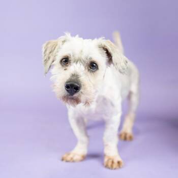 Poodle and Mixed Breed Dogs Available for Adoption - Toby | PetCurious