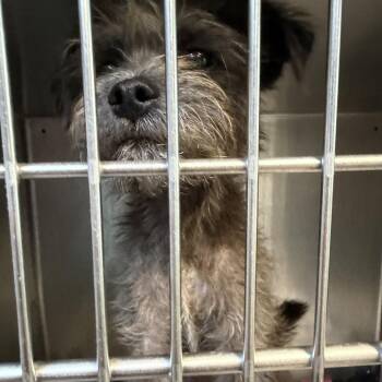 Frankie Grande -  Labrador Retriever Dog Available for Adoption in Austin, Texas - Frankie Grande | PetCurious
