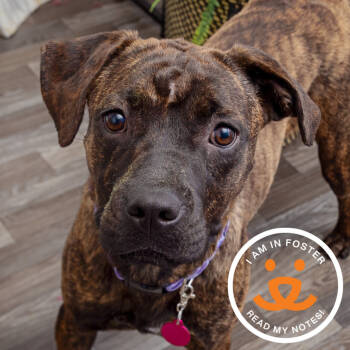 Rescue American Staffordshire Terrier Dogs for Adoption in Los Angeles, California - Lovelace | PetCurious