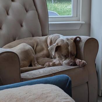 Haven -  Mixed Breed Dog for Adoption in Springboro, Ohio - Haven | PetCurious