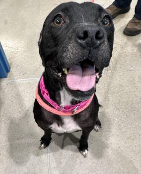 Midnight (ID 53063) -  Pit Bull Terrier Dog for Adoption in Manassas, Virginia - Midnight (ID 53063) | PetCurious