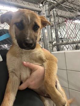 German Shepherd Dog and Mixed Breed Dogs Available for Adoption in Rock Springs, Wyoming - Prosecco | PetCurious
