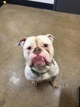 Bulldog Dogs Available for Adoption in Cleveland, Ohio - Gladstone | PetCurious