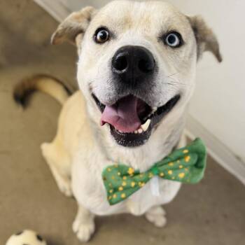 Tristan -  Labrador Retriever and Siberian Husky Dog for Adoption in Rock Falls, Illinois - Tristan | PetCurious