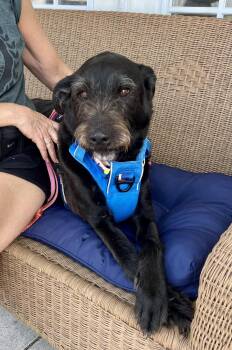 Gabby -  Terrier and Labrador Retriever Dog for Adoption in Ellicott City, Maryland - Gabby | PetCurious