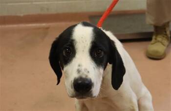 SPENCER -  Mixed Breed Dog for Adoption in Columbia, South Carolina - SPENCER | PetCurious