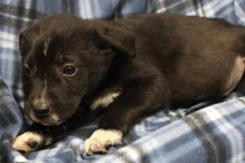 Rescue Shepherd Dogs for Adoption in Thief River Falls, Minnesota - Gatsby | PetCurious