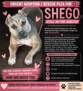 Pit Bull Terrier and American Staffordshire Terrier Dogs Available for Adoption in Chickamauga, Georgia - Shego  | PetCurious