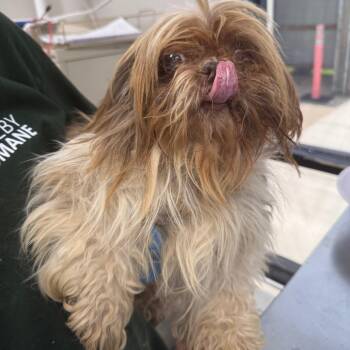 Miss Piggy -  Mixed Breed Dog for Adoption in Columbiana, Alabama - Miss Piggy | PetCurious