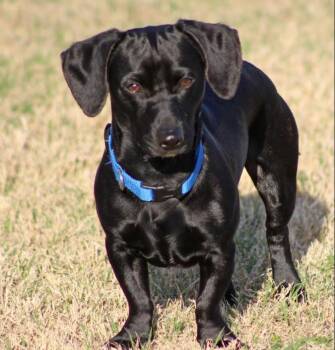 Dachshund Dogs Available for Adoption - Oscar In TX | PetCurious