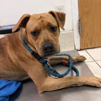 Howdy -  Mixed Breed Dog for Adoption in Charleston, West Virginia - Howdy | PetCurious