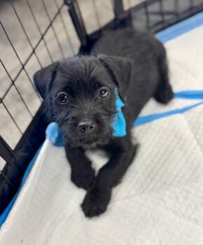 Chihuahua and Shih Tzu Dogs Available for Adoption - Orlando | PetCurious