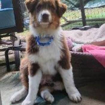 Fozzie -  Australian Shepherd Dog for Adoption in Monticello, New York - Fozzie | PetCurious