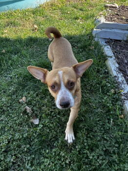 Rescue Dachshund Dogs for Adoption in Omaha, Nebraska - Wilbur | PetCurious