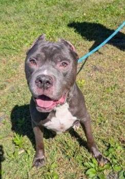 Rescue Pit Bull Terrier and Mastiff Dogs for Adoption in Newburgh, New York - The Professor | PetCurious