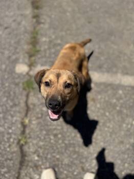Tink 12059 -  Mixed Breed Dog for Adoption in Elberton, Georgia - Tink 12059 | PetCurious