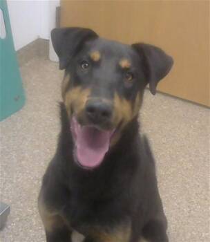 Doberman Pinscher and Mixed Breed Dogs Available for Adoption in Albuquerque, New Mexico - DIESEL | PetCurious