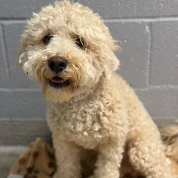 Clover -  Miniature Poodle Dog for Adoption in Hawthorne, California - Clover | PetCurious