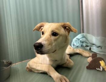 Special Day -  Mixed Breed Dog for Adoption in New York, New York - Special Day | PetCurious
