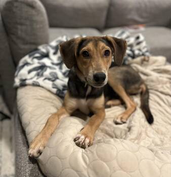 Cashew -  Hound Dog for Adoption in Charlotte, North Carolina - Cashew | PetCurious