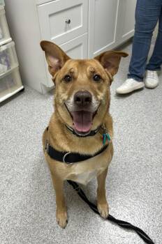 Pete -  Labrador Retriever and German Shepherd Dog Dog for Adoption in Lancaster, Pennsylvania - Pete | PetCurious