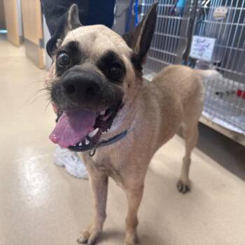 Pangu -  Black Mouth Cur and Mixed Breed Dog for Adoption in Austin, Texas - Pangu | PetCurious