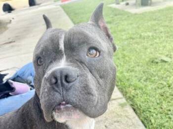 Nickel -  Mixed Breed Dog for Adoption in Georgetown, Texas - Nickel | PetCurious