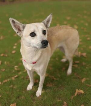 Darla -  Terrier Dog for Adoption in West Palm Beach, Florida - Darla | PetCurious