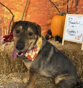Shepherd and Hound Dogs Available for Adoption in Washington, District Of Columbia - Chip | PetCurious
