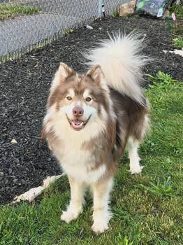 Milo - Urgent Foster or Adopter Needed -  Alaskan Malamute Dog for Adoption in Wantagh, New York - Milo - Urgent Foster Or Adopter Needed | PetCurious