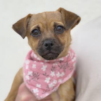 Puggle and Chihuahua Dogs Available for Adoption - Little Mouse | PetCurious