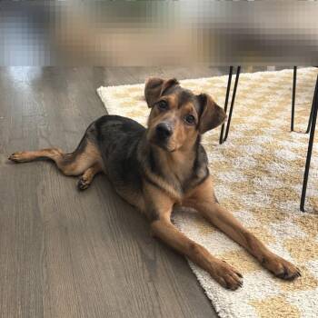 Garrich -  Mixed Breed Dog for Adoption in Fredericksburg, Virginia - Garrich | PetCurious