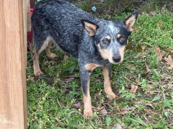 Australian Cattle Dog Blue Heeler Dogs Available for Adoption - Ellie | PetCurious