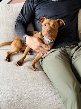 Dachshund and Terrier Dogs Available for Adoption in Bothell, Washington - Roux | PetCurious