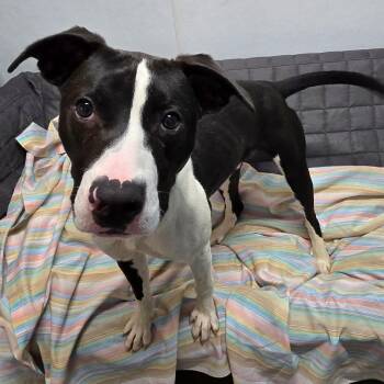 Thurston -  Mixed Breed Dog for Adoption in Owosso, Michigan - Thurston | PetCurious