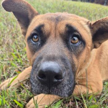 Rescue Mixed Breed Dogs for Adoption in Columbus, Georgia - 10/30/2025-Stray-BunkerHillRoad | PetCurious