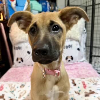 Mixed Breed and Shepherd Dogs Available for Adoption in Park Forest, Illinois - June | PetCurious