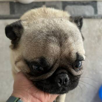 Chapo -  Pug Dog for Adoption in Yuma, Arizona - Chapo | PetCurious