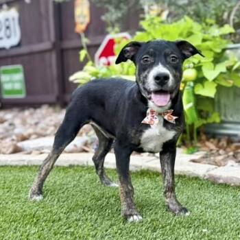 Ranger -  Mountain Cur and Shepherd Dog for Adoption in Fairfield, Connecticut - Ranger | PetCurious