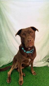 Moose -  Labrador Retriever Dog for Adoption in Brookings, Oregon - Moose | PetCurious