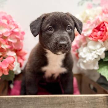 Labrador Retriever and Corgi Dogs Available for Adoption - Lucky | PetCurious