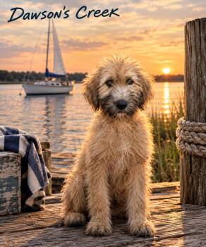 Dawson -  Poodle and Australian Kelpie Dog for Adoption in Valley Park, Oklahoma - Dawson | PetCurious