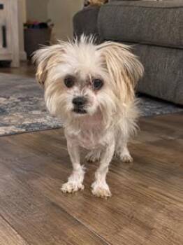 Chrissy -  Maltese and Yorkshire Terrier Dog for Adoption in Tifton, Georgia - Chrissy | PetCurious
