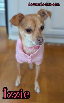 Rescue Chihuahua Dogs for Adoption in Toledo, Ohio - Izzie | PetCurious