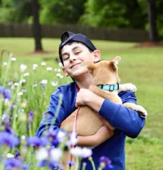Husky and Yellow Labrador Retriever Dogs Available for Adoption in Sanford, North Carolina - Hazelnut | PetCurious