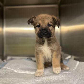 Mixed Breed Dogs Available for Adoption in Pauls Valley, Oklahoma - Ross | PetCurious