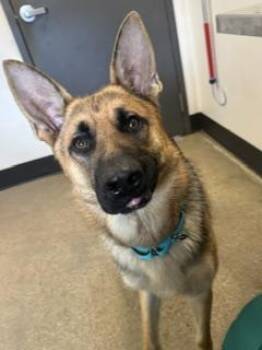 Harlan -  German Shepherd Dog Dog for Adoption in Cleveland, Ohio - Harlan | PetCurious