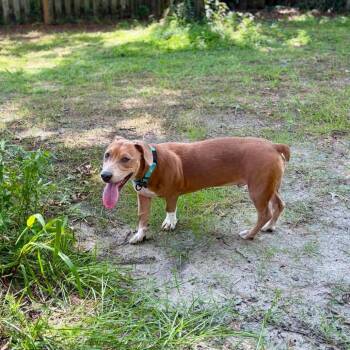 Gabriel -  Mixed Breed Dog for Adoption in Savannah, Georgia - Gabriel | PetCurious