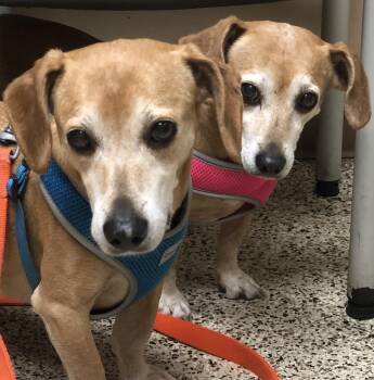 Dachshund and Terrier Dogs Available for Adoption - Rebecca And Solomon | PetCurious